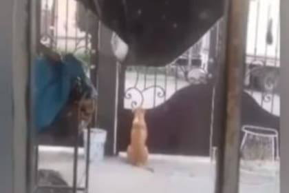 En México, un perro espera a la salida de un colegio en el que acostumbraba a jugar con los estudiantes