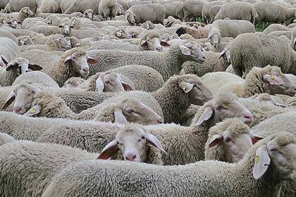 En minutos, el patio de la casa se llenó de ovejas