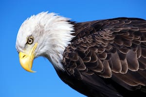 En muchas culturas, el águila representa fuerza, nobleza y conexión espiritual