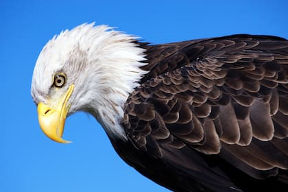 En muchas culturas, el águila representa fuerza, nobleza y conexión espiritual