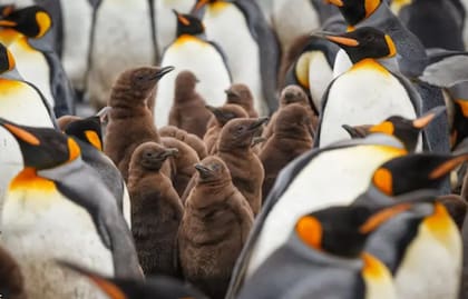 En muchas especies las crías necesitan de sus padres para su propia supervivencia (Foto: BBC)