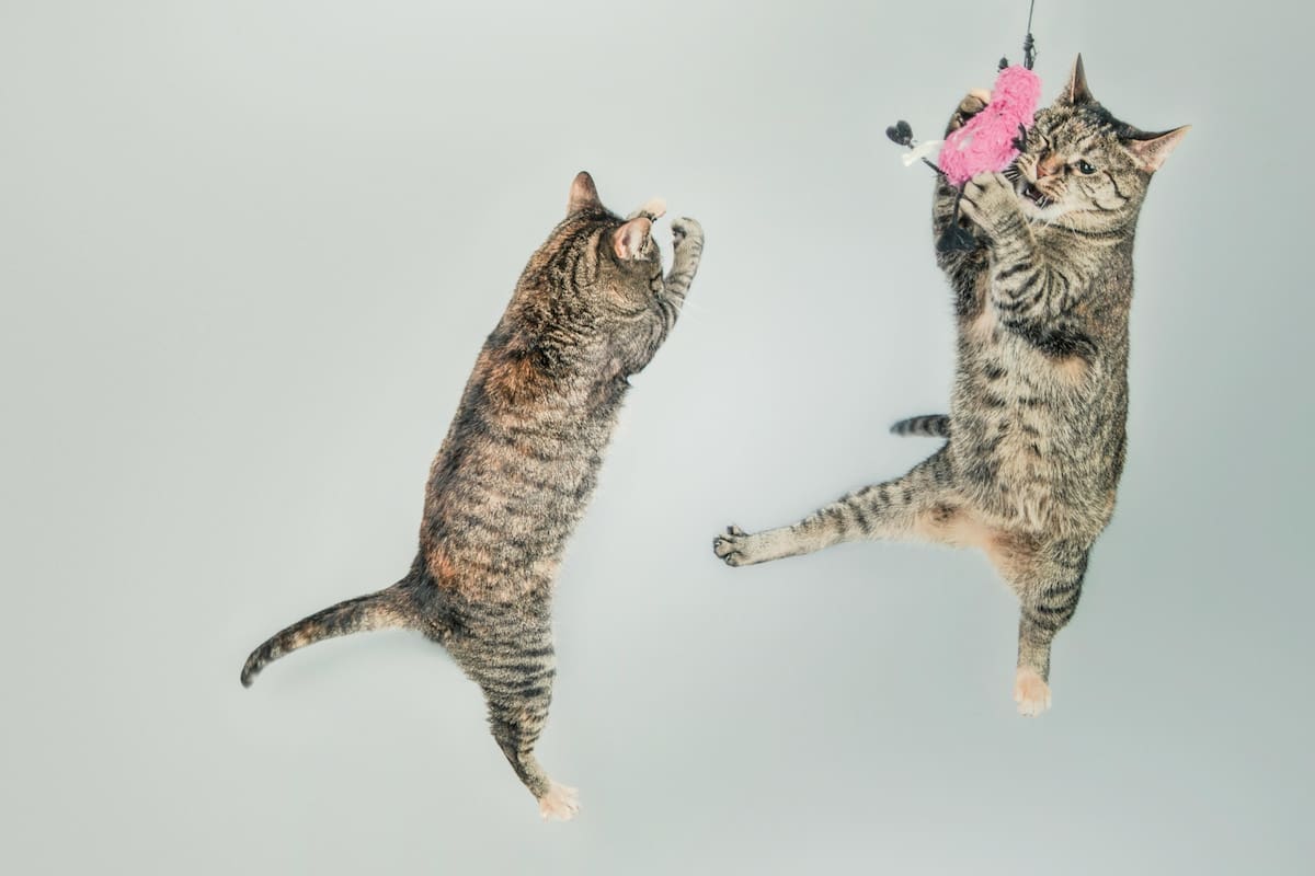 En muchas ocasiones, los dueños de los gatos no logran comprender si las interacciones de sus mascotas son positivas o negativas
