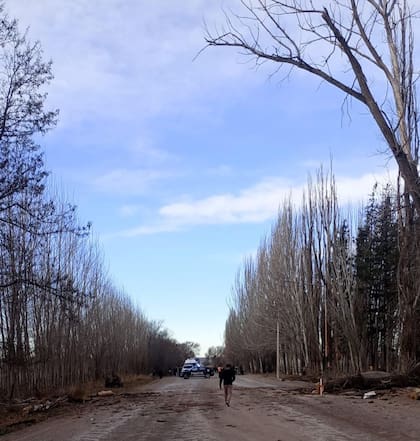 En muchos caminos rurales de Mendoza, los árboles están secos o tienen deficiencias peligrosas para el tránsito