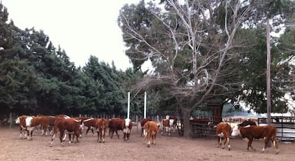 En muchos campos de cría se prioriza la evolución de los terneros y no siempre se hace de manera correcta la recría de las vaquillonas de reposición