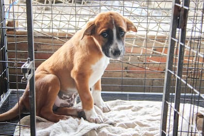 En muchos casos el enamoramiento se va cuando empieza el trabajo; cómo saber si estás listo para el rescate