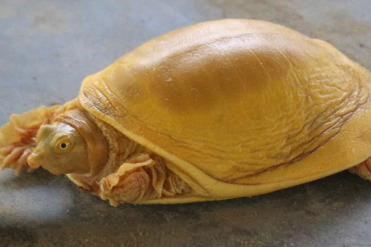 En Nepal apareció una tortuga dorada por primera vez en el país; es el quinto registro de ejemplares de esta clase a nivel global