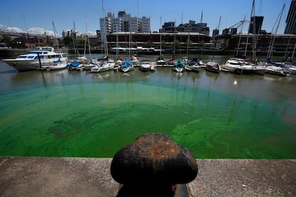 En noviembre de 2020 las cianobacterias tiñeron de verde las aguas de Puerto Madero