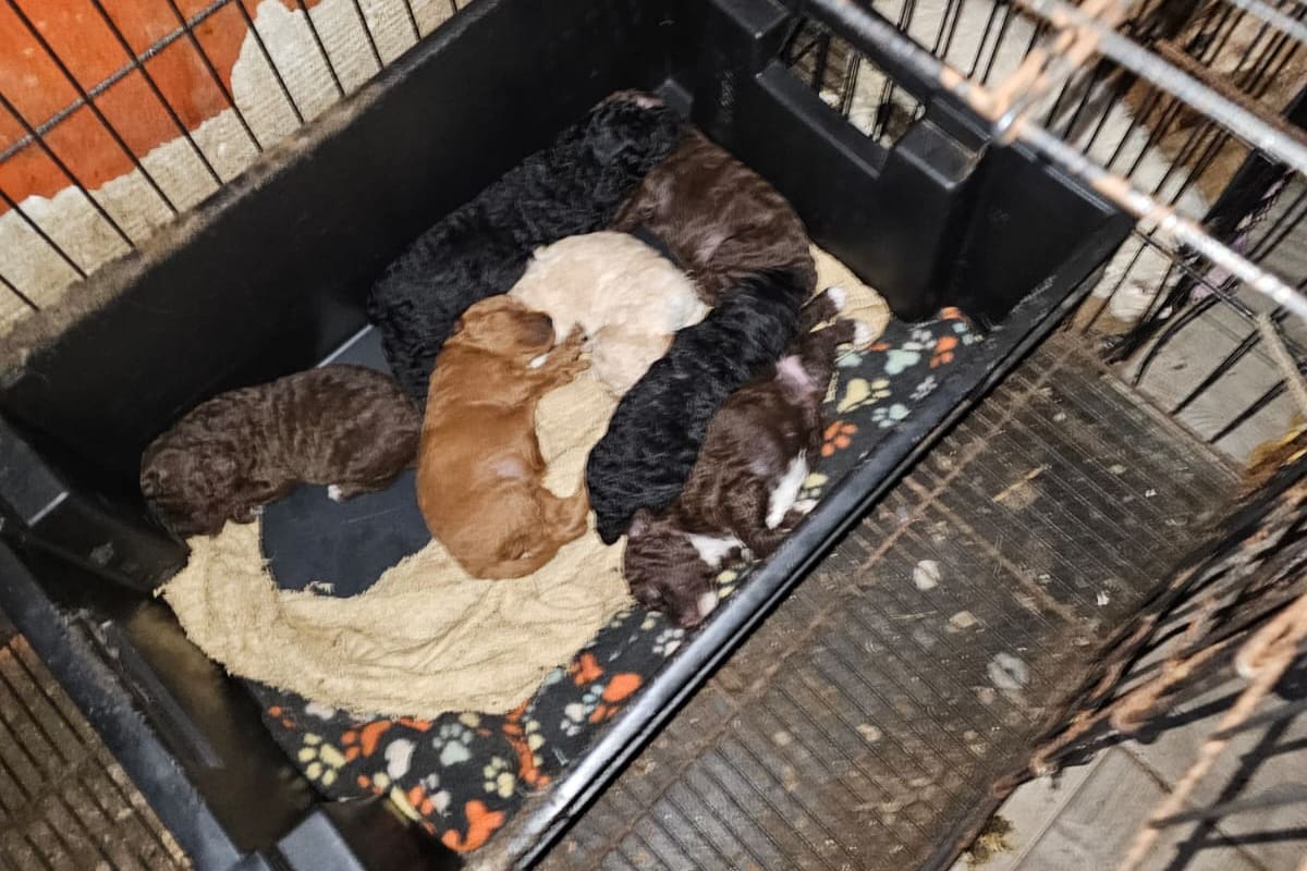 En noviembre del año pasado, rescataron a 57 caniches de un criadero ilegal en Flores