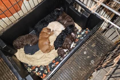 En noviembre del año pasado, rescataron a 57 caniches de un criadero ilegal en Flores