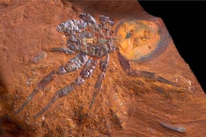 En Nueva Gales del Sur, Australia, se halló la segunda araña fósil más grande del mundo (Fuente: Australian Museum)