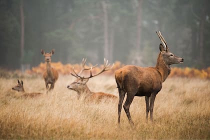 En Nueva York es habitual el avistamiento de ciervos y alces en ciertas áreas verdes