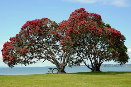 En Nueva Zelanda la Navidad se celebra durante el verano