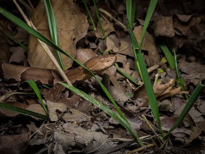 En Oklahoma, estas especies habitan todo tipo de entornos, desde zonas urbanas hasta áreas rurales y silvestres, refugiándose en madrigueras, entre rocas y arbustos, e incluso de manera ocasional en el agua o en los árboles