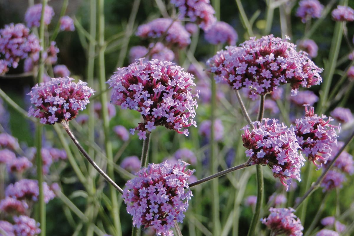 En otoño es el momento para reproducir verbenas