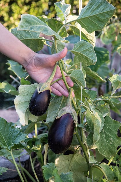 En otoño es preciso controlar las enfermedades fúngicas