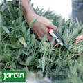 Por qué las aromáticas necesitan una poda casi drástica en otoño