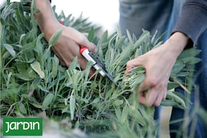 Por qué las aromáticas necesitan una poda casi drástica en otoño