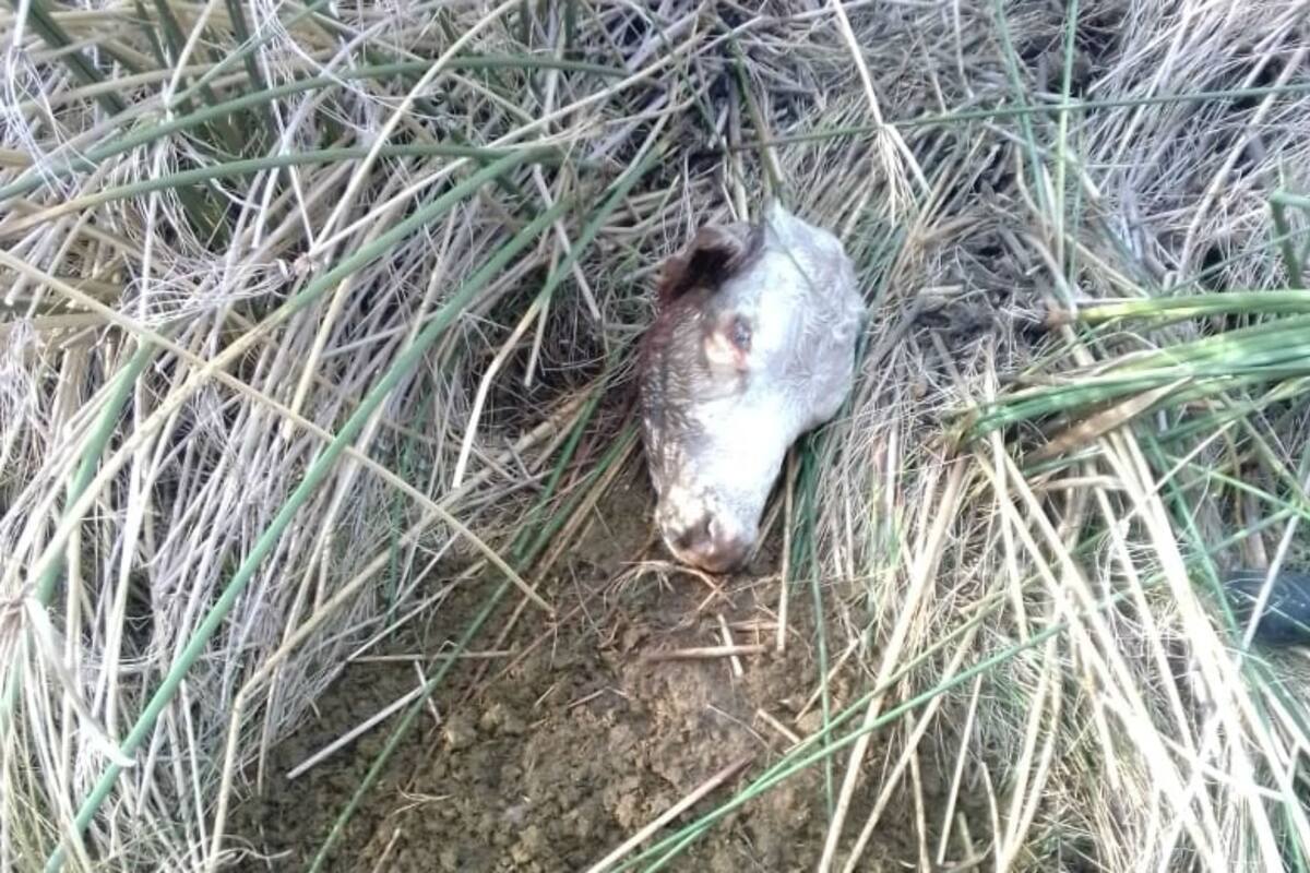 En otro extremo estaba una cabeza de uno de los animales faenados