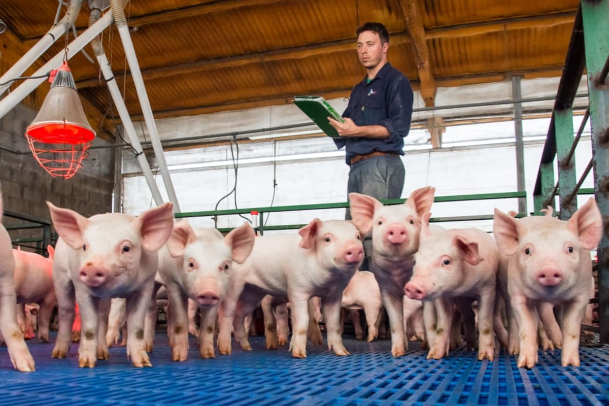 En otros países se consolidó la práctica de dividir las fases productivas entre distintos actores. Al igual que en la avicultura, donde una empresa produce pollitos y otros los engordan, la porcicultura comienza a adoptar este esquema