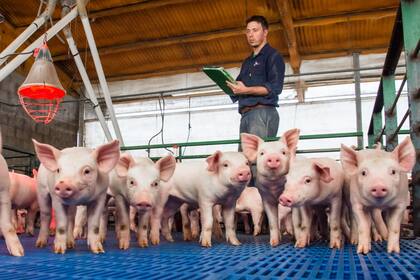 En otros países se consolidó la práctica de dividir las fases productivas entre distintos actores. Al igual que en la avicultura, donde una empresa produce pollitos y otros los engordan, la porcicultura comienza a adoptar este esquema