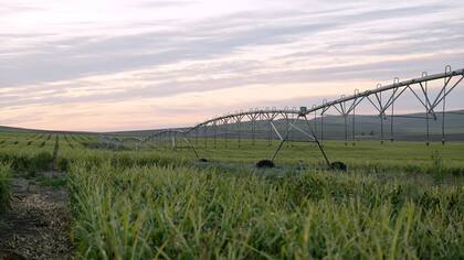 En Paso Alsina el riego es fundamental, con 1000 hectáreas sistematizadas, permitiendo cultivos como cebada, maíz y pasturas, además de horticultura (cebolla)
