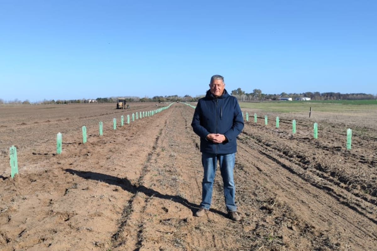 En Pasteur, Julio Gutiérrez en el lote de la plantación de robles y encinas