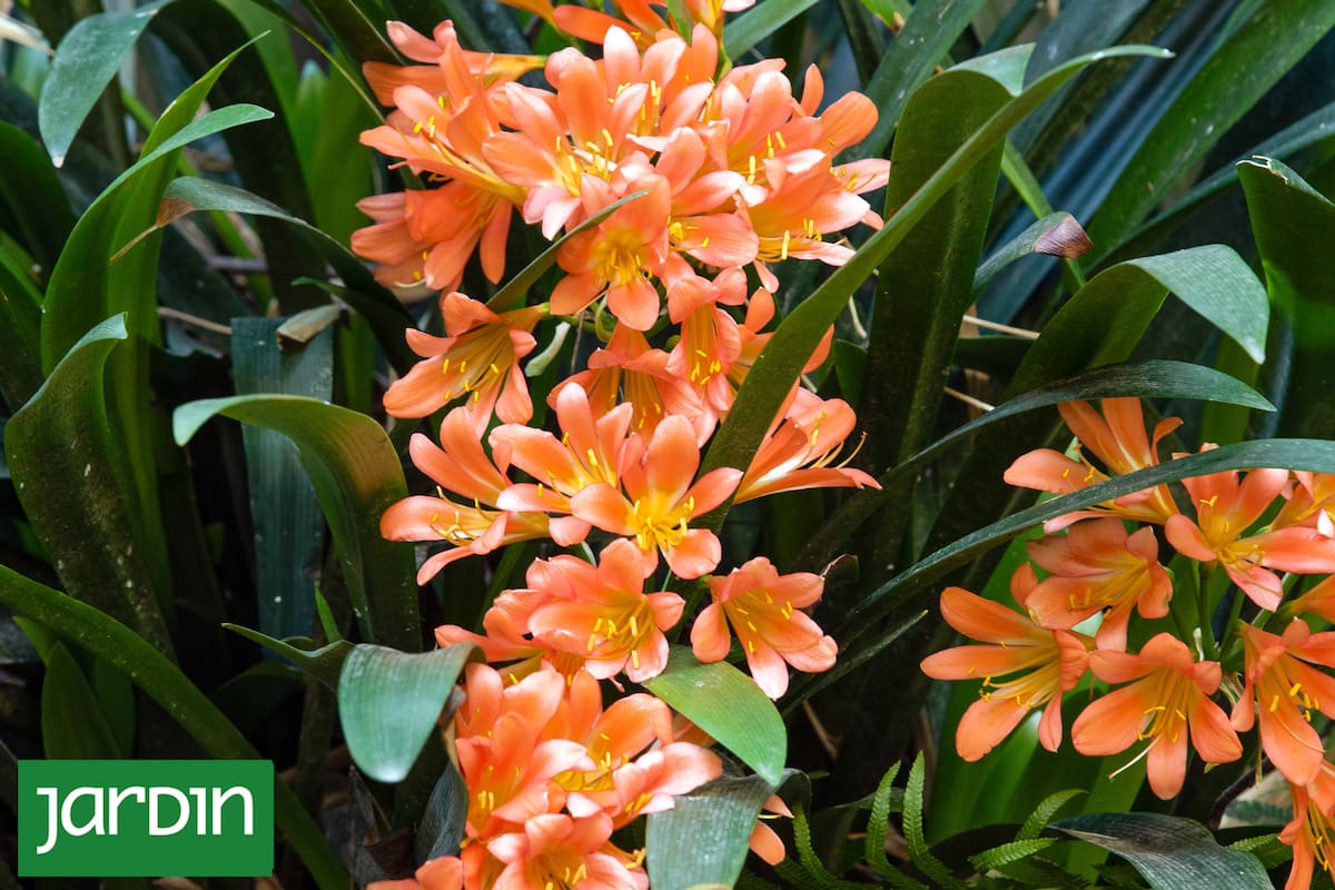 En patios sombríos, cuando las especies se eligen bien, la floración llega en el momento exacto