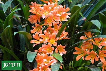 En patios sombríos, cuando las especies se eligen bien, la floración llega en el momento exacto