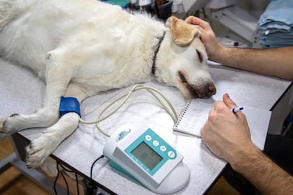 En perro murió en la región de Sidney a causa de la bacteria de leptospirosis y se encendió la alarma para que la enfermedad no se propague en la zona (imagen ilustrativa)