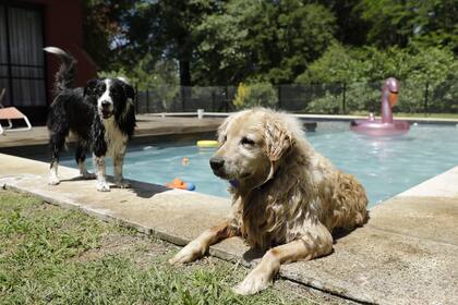 En Pilar, un nuevo predio de dos hectáreas aloja mascotas durante las vacaciones y los mima con juegos y hasta spa canino, entre otros lujos