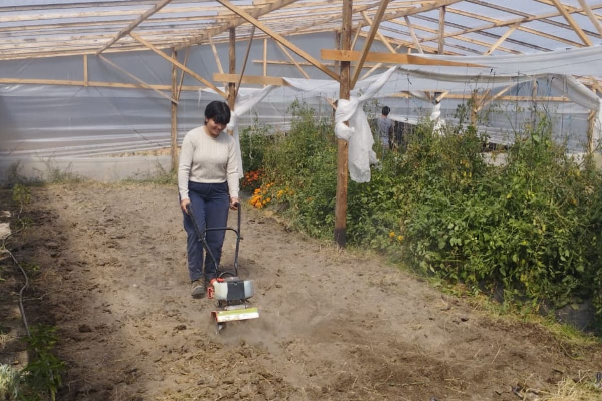 En Pilca Viejo, el invernadero funciona como aula y espacio productivo: allí los alumnos cultivan verduras y aplican lo que aprenden en clase