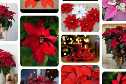 En Pinterest hay muchas propuestas para integrar la flor de Pascua a la deco navideña. (Pinterest)