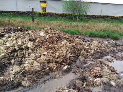 En Pinzón, a unos 10 kilómetros de la ciudad bonaerense de Pergamino, 2000 gallinas se murieron por la ola de calor y un corte de luz que duró más de cinco horas