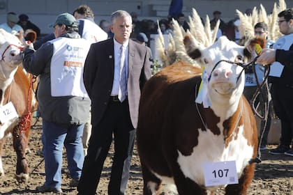 En plena clasificación, Jack Ward, vicepresidente ejecutivo de la American Hereford Association, como jurado de la raza