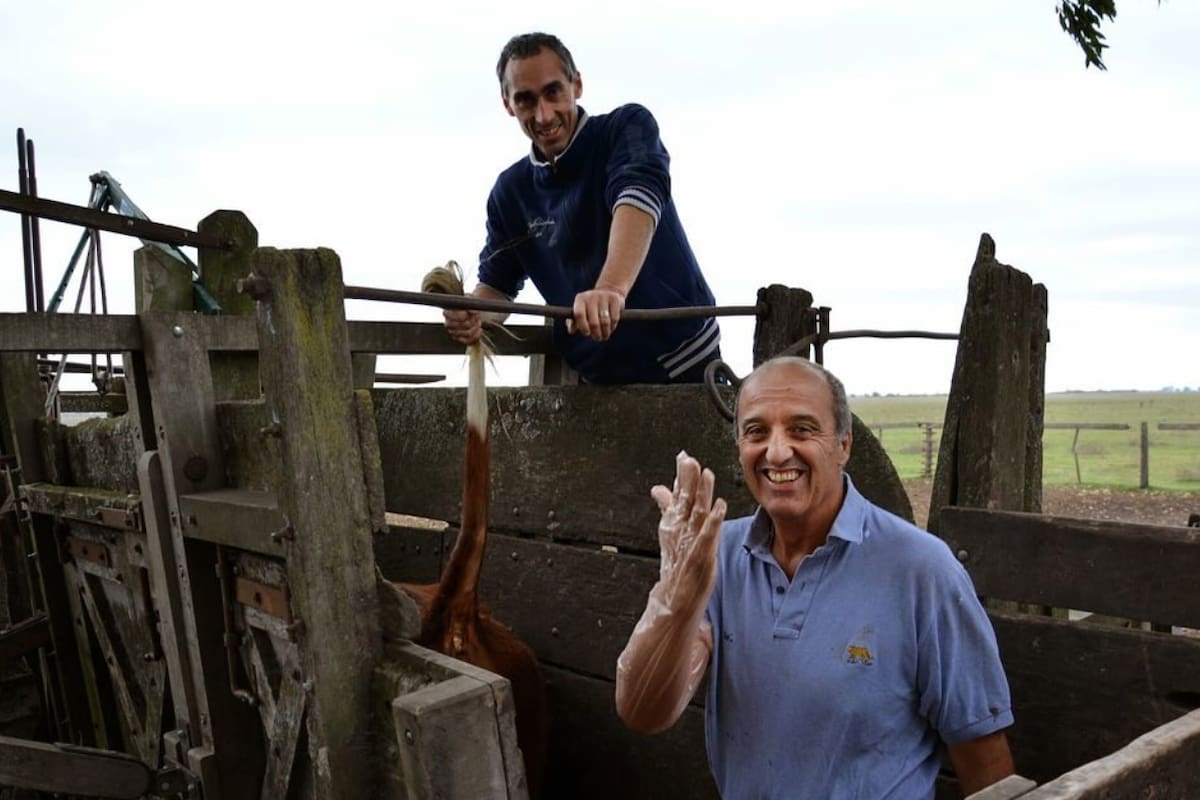En plena faena, el veterinario Carlos Martín Acuña en la manga