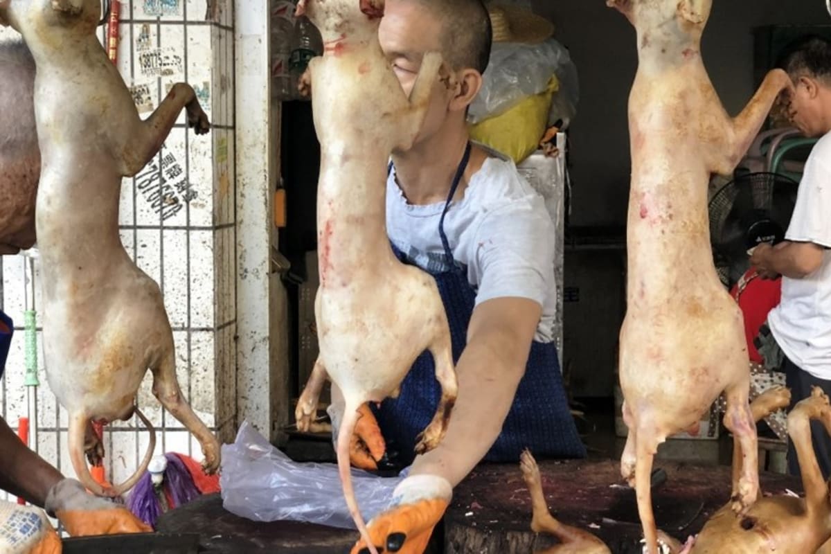 En plena pandemia de coronavirus, comenzó el Festival de carne de perro en China