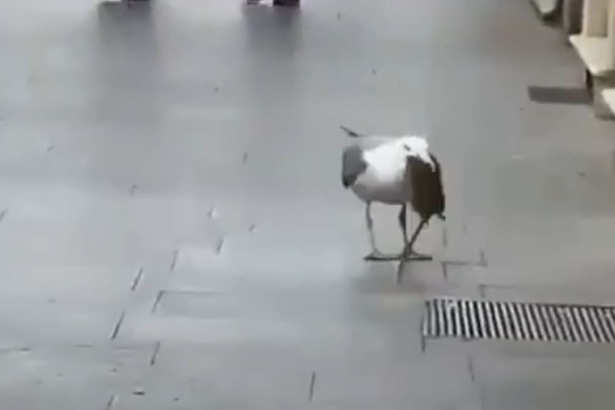 En pleno centro de Roma una gaviota deglutió una rata ante la mirada atónita de los transeúntes.