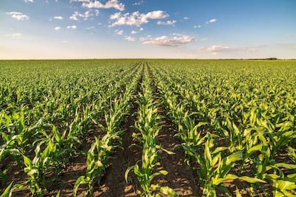 En pleno crecimiento, el maíz necesita más lluvias sobre Iowa y el este de Dakota del Sur