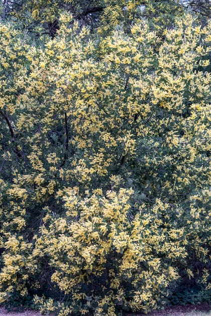 En pleno invierno, las flores de la Acacia dealbata marcan presencia ignorando el calendario