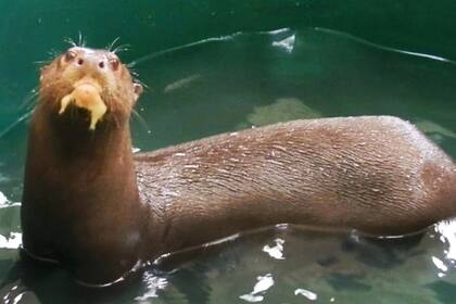 En poco días, llegarán al Parque Nacional Iberá