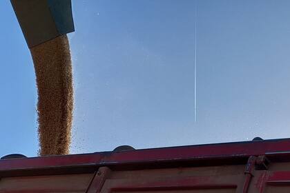 En Presidente Roca, Santa Fe, el productor Diego Sara obtuvo un rinde bajo: 800 kilos por hectárea