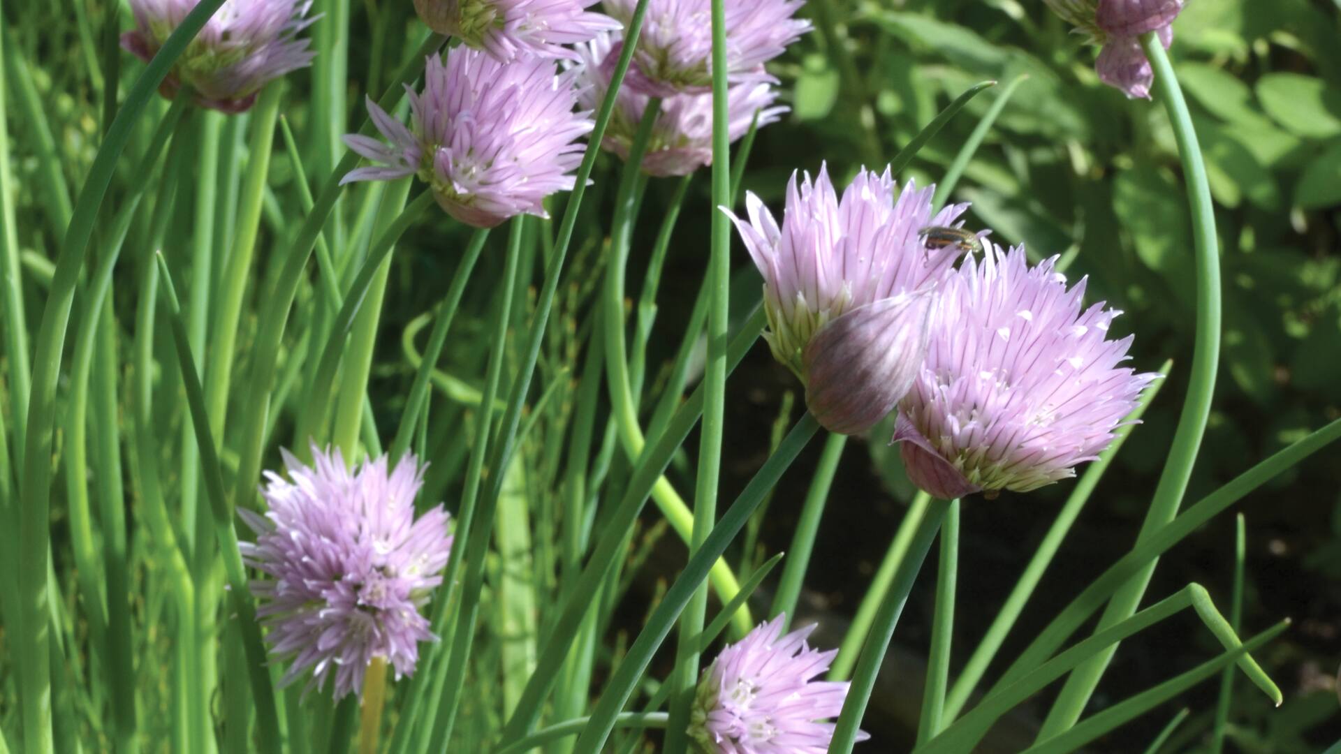 En primavera, el ciboulette florece con pompones rosas