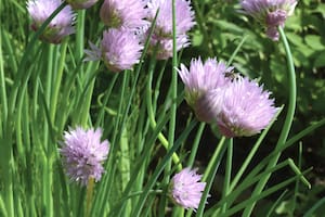 En primavera, el ciboulette florece con pompones rosas