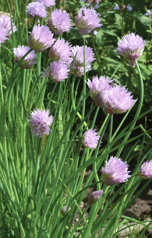En primavera, el ciboulette florece con pompones rosas