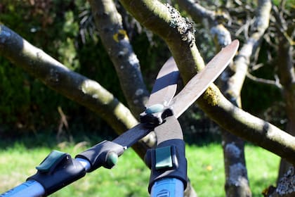 En primavera las raíces se refuerzan y las ramas se alargan