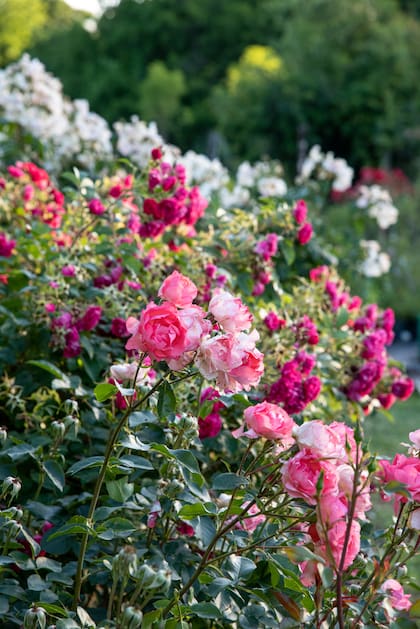 En primer plano, ‘Jardin de France’ (floribunda); luego, ‘F. J. Grootendorst’ (híbrido rugosa); de fondo, ‘Sally Holmes’ (arbustiva)