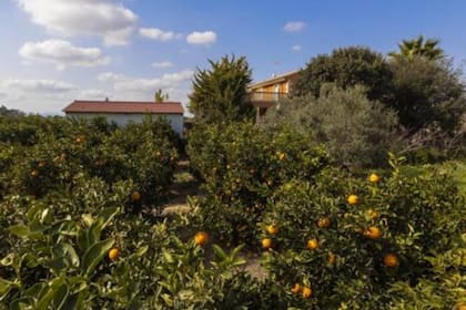 En primer plano, la plantación de naranjos que tenía la familia; sobre la izquierda, el cobertizo donde el adolescente ocultó los cadáveres de sus familiares durante tres días; a la derecha, la casa de la familia
