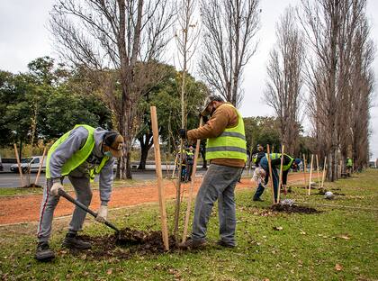En Puerto Madero, frente a la Reserva Ecológica Costanera Sur, se colocaron los primeros ejemplares de la acción oficial de este año