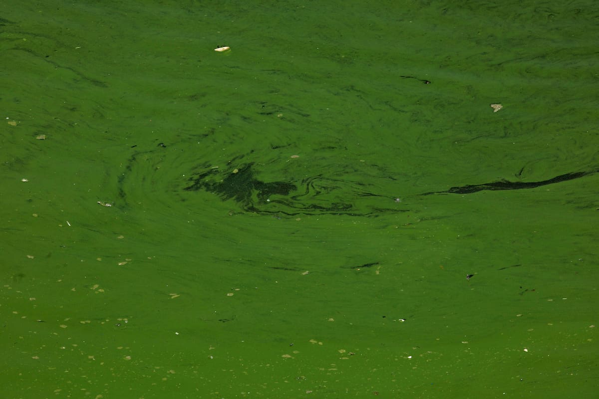 En Puerto Madero las aguas estan verdes por el verdín consecuencia de la falta de movimientos por el Covid 19