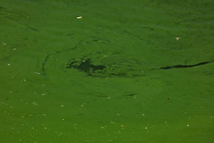 El agua verde se debe a la presencia de cianobacterias, algas que fabrican cianuro por baja cantidad de oxígeno y que contienen pigmentos verde azulados o verdes y realizan fotosíntesis